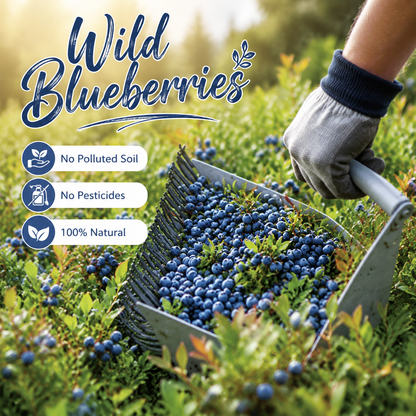 Premium Unsweetened Dried Wild Blueberries from Canada | Antioxidant Superfood Snacks-JR-WHM
