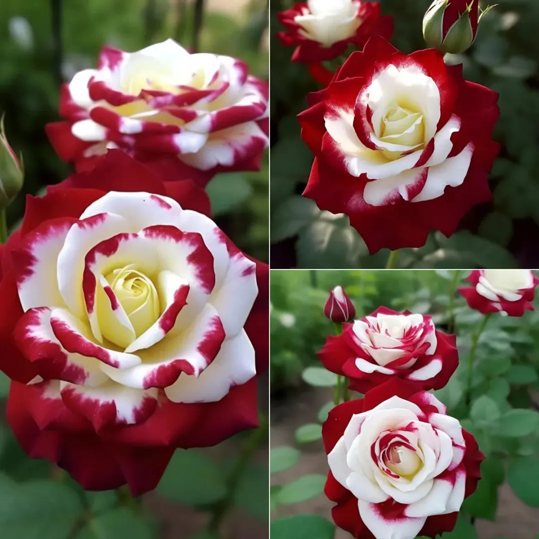🔥Limited Time Discount 50% - Rare Twin Roses 🌹-ABB8