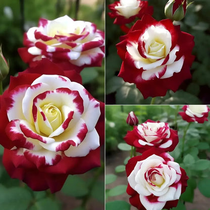🔥Limited Time Discount 50% - Rare Twin Roses 🌹-ABB8