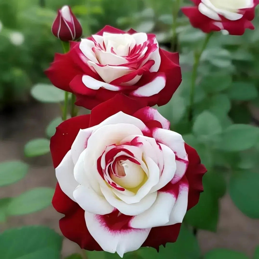 🔥Limited Time Discount 50% - Rare Twin Roses 🌹-ABB8