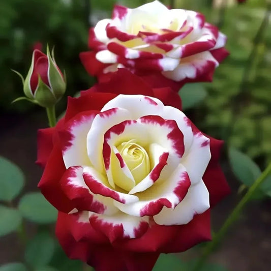 🔥Limited Time Discount 50% - Rare Twin Roses 🌹-ABB8