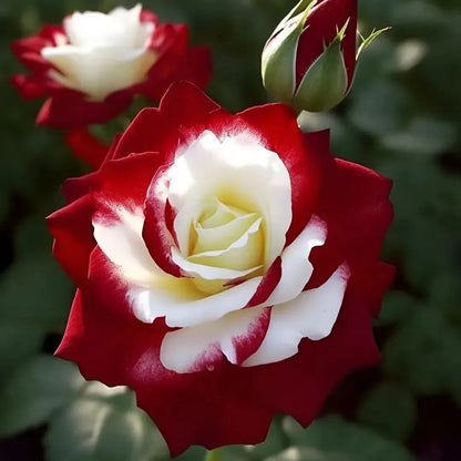 🔥Limited Time Discount 50% - Rare Twin Roses 🌹-ABB8