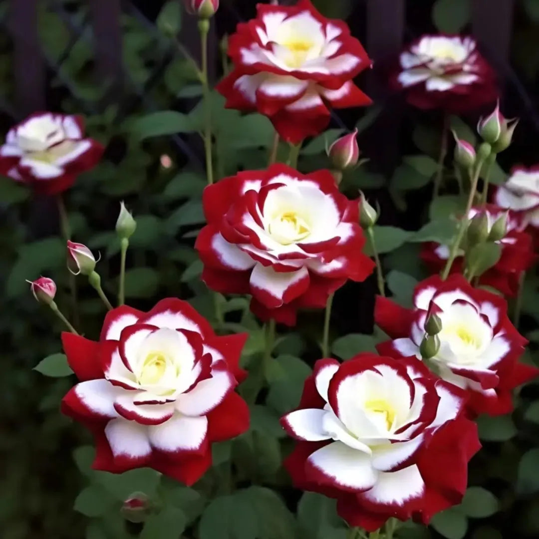 🔥Limited Time Discount 50% - Rare Twin Roses 🌹-ABB8